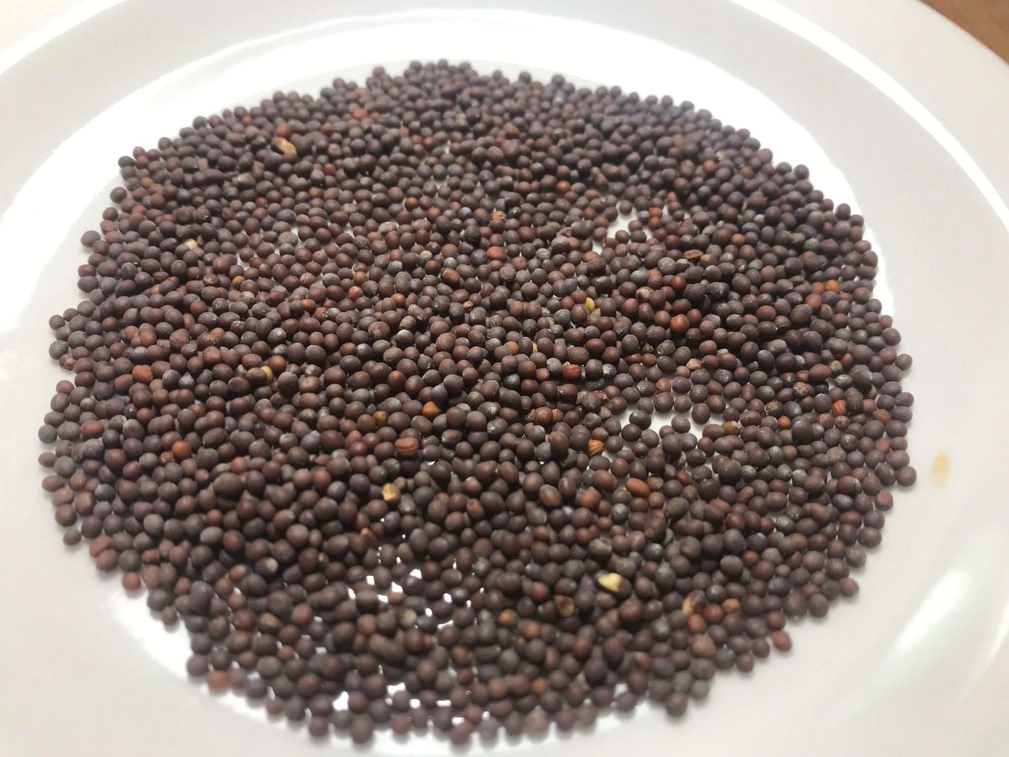black mustard seed plant Black Mustard – Experimental Farm Network Seed Store