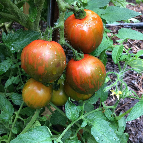 'Black Vernissage' Tomato