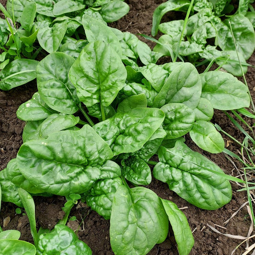 'Bloomsdale Long Standing' Spinach Mix