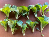 Bok Choi Grex