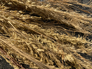 'Bolosso Landrace' Teff