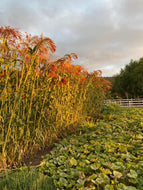Broom Corn Sorghum