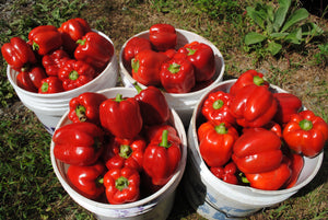 'Bullnose' Sweet Pepper