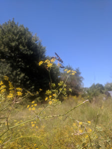 'Carosella Perpetua' Fennel