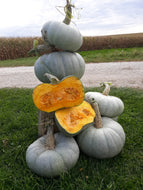'Khersonkaya' Squash