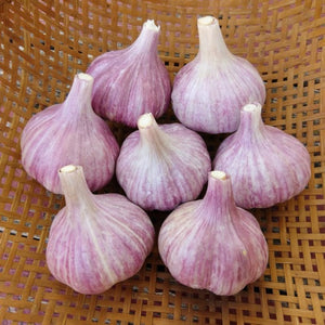 'Chesnok Red' Hardneck Seed Garlic