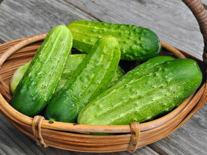 'Chicago Pickling' Cucumber