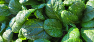 'Chijimisai' Tatsoi