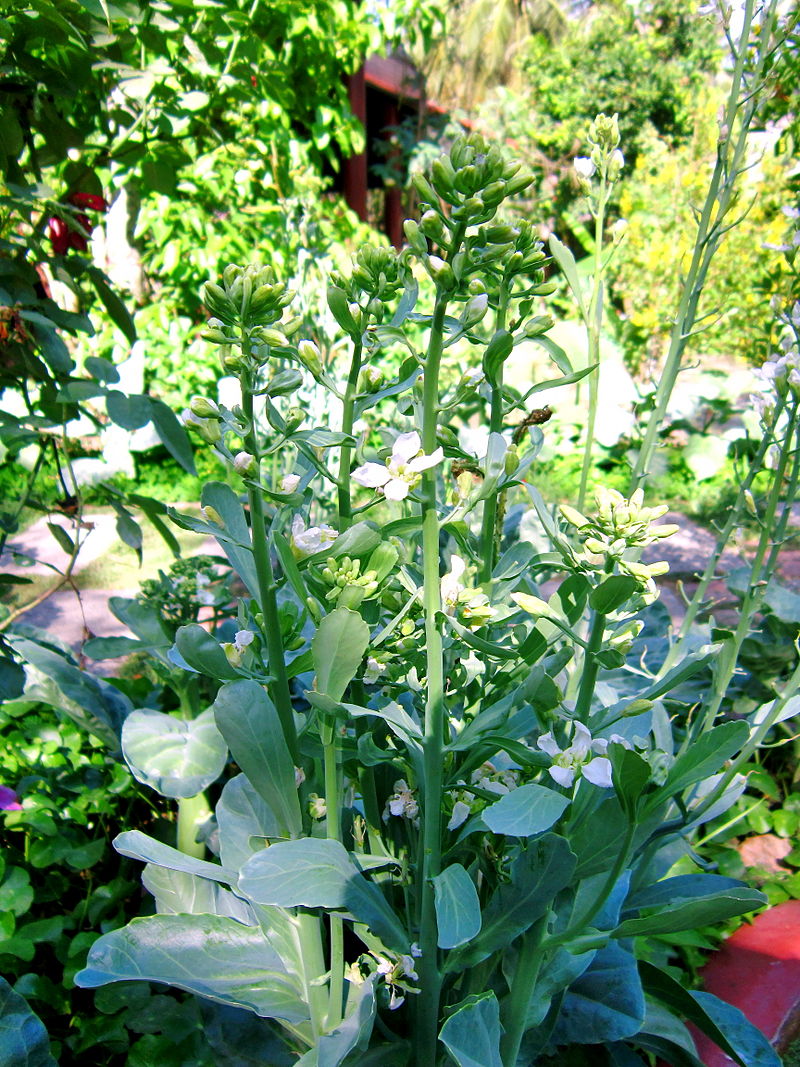 'Big Stem' Chinese Broccoli