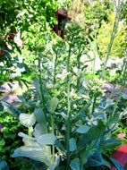 'Big Stem' Chinese Broccoli