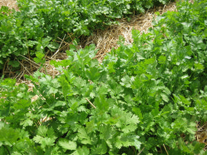 'Feral Mix' Cilantro