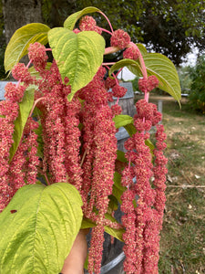 'Coral Fountain' Amaranth