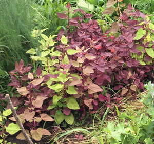 Purple Orach (Minnesota Naturalized)