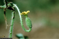 Ethiopian Burr Gherkin