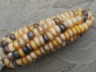 'Cuzco del Norte' Corn