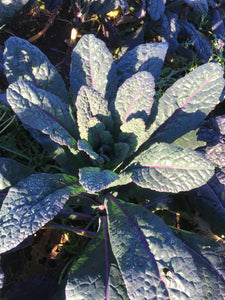 'Dazzling Blue' Kale (Breeder Selects)