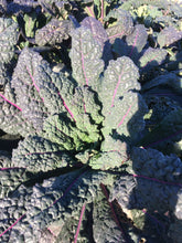 'Dazzling Blue' Kale (Breeder Selects)