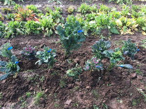 'Dazzling Contralto' Kale