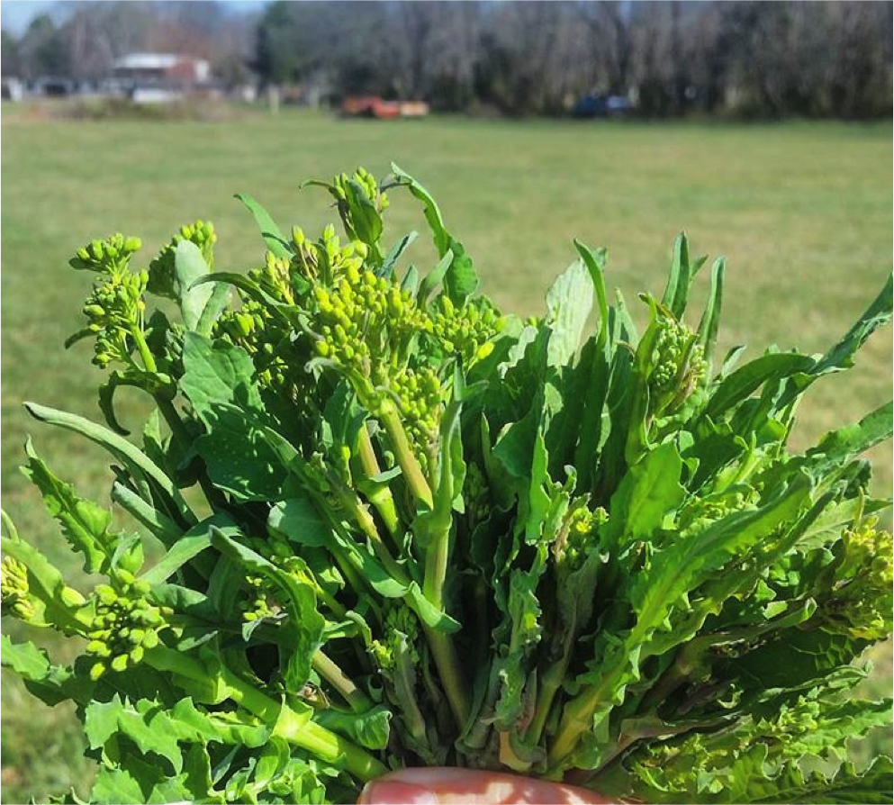 planting broccoli rabe seeds Deitrich's Wild Broccoli Raab