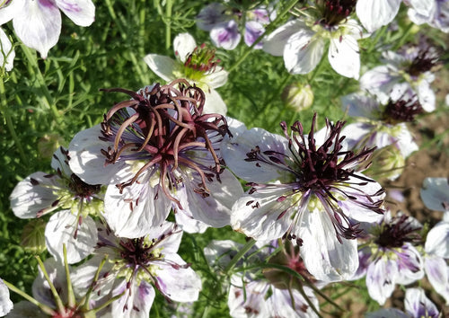 'Delft Blue' Love-in-a-Mist