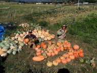 'Desert Spirit Culinary Landrace' Squash