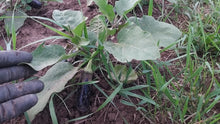 'Diamond' Eggplant