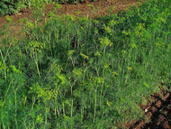 'Delight' Dill