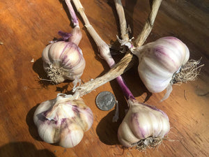 'Dixon' Softneck Seed Garlic