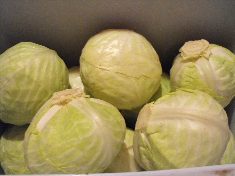 'Dottenfelder' Cabbage