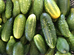 'Dual Purpose Pickling Grex' Cucumber