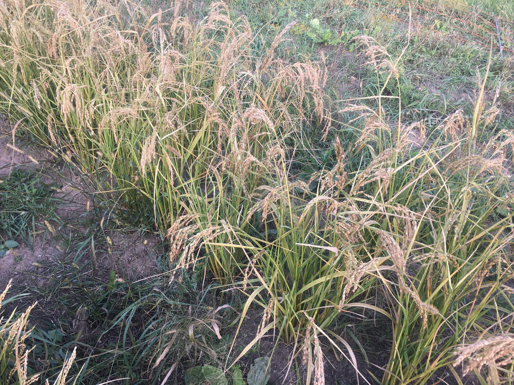 'Duborskian' Upland Rice – Experimental Farm Network Seed Store