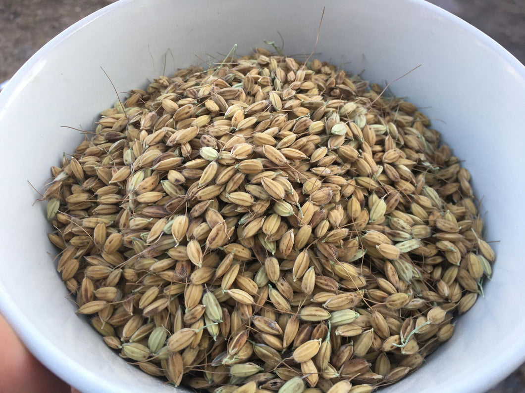 long grain rice seeds for planting Duborskian' Upland Rice – Experimental Farm Network Seed Store