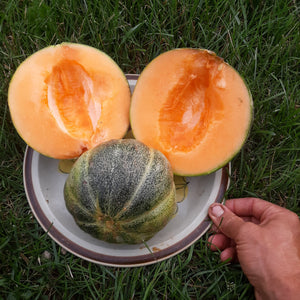 'Emerald Gem' Melon