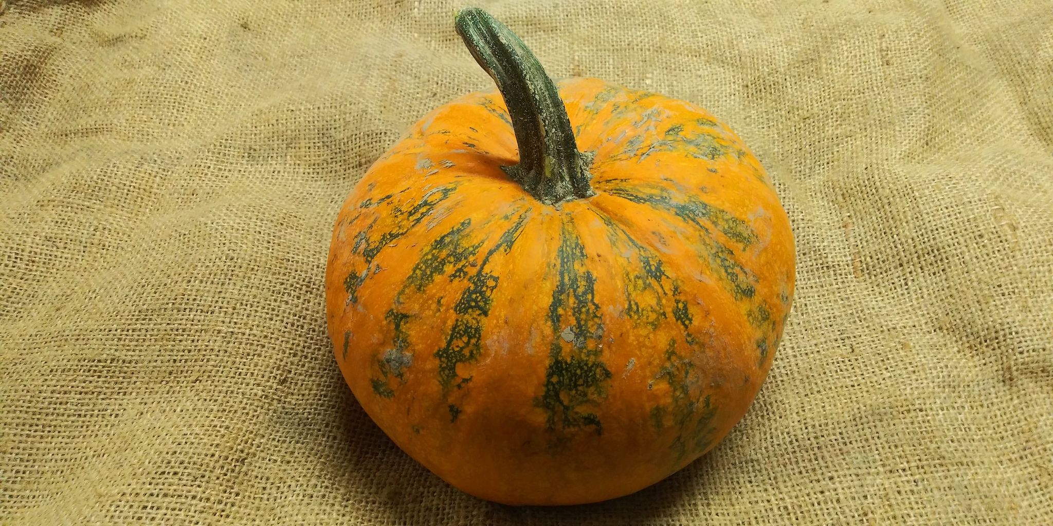 Emerald Naked Seeded' Pumpkin – Experimental Farm Network Seed Store