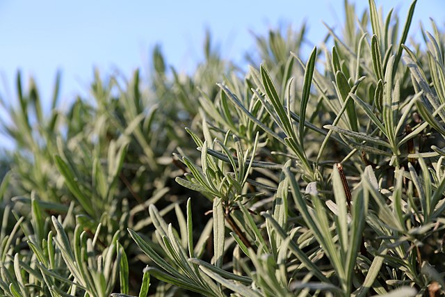 english lavender live plant English Lavender – Experimental Farm Network Seed Store