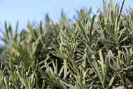 English Lavender