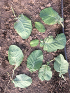 Ethiopian Kale
