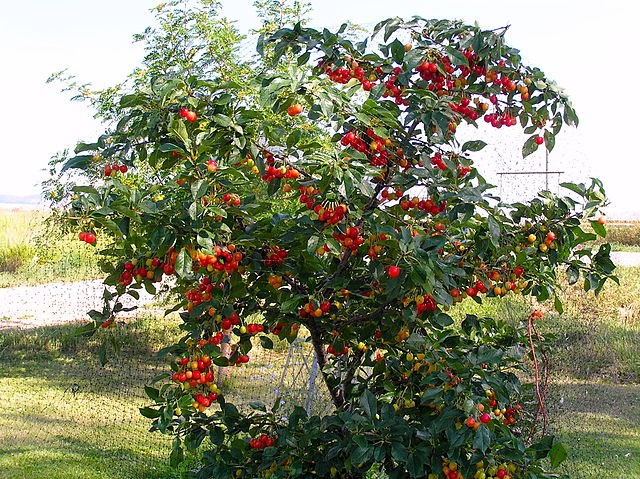 cherry plants