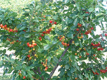 'Evans' Sour Cherry