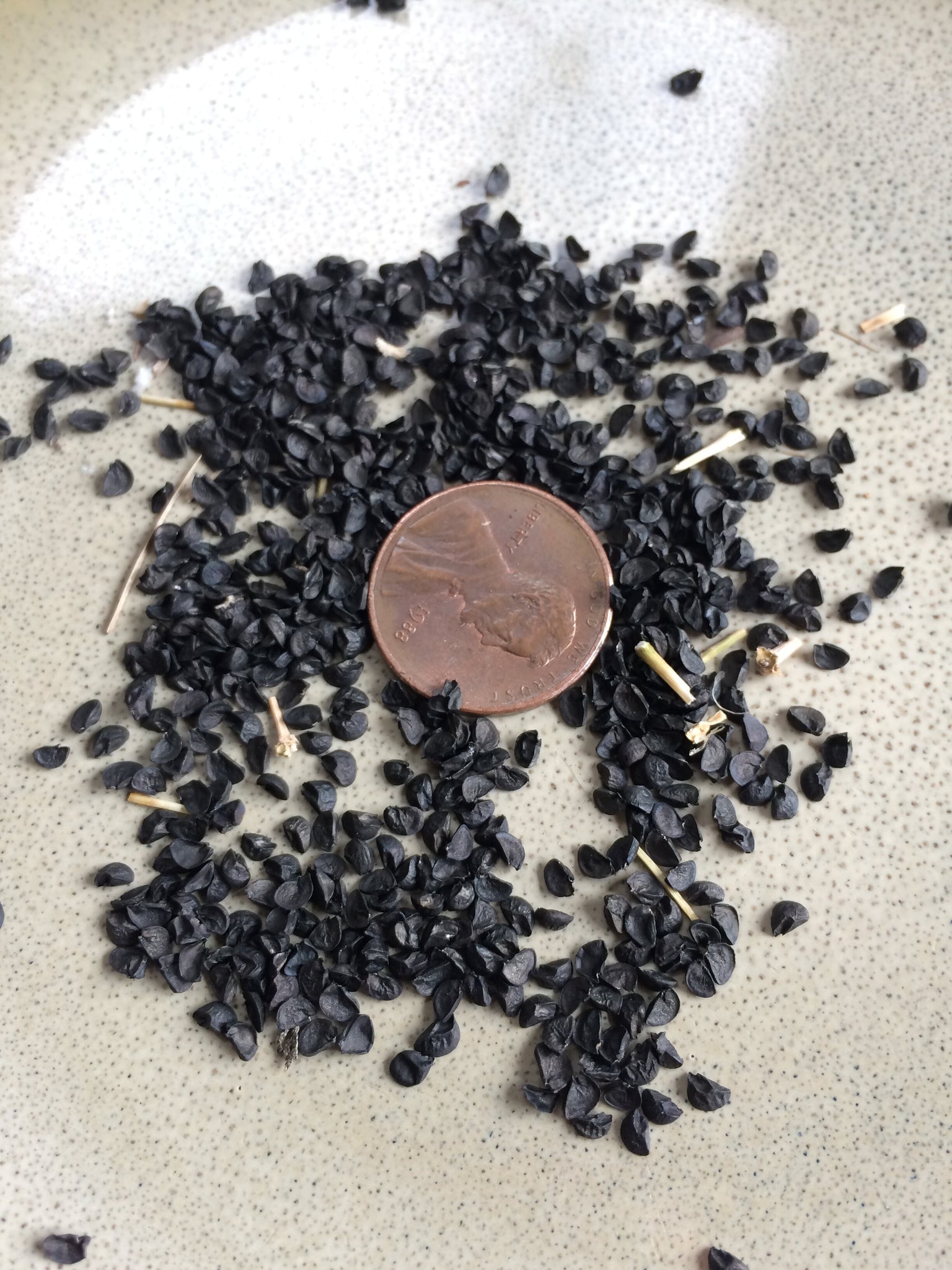 scallion flower seeds Nebuka' Perennial Scallion – Experimental Farm Network Seed Store