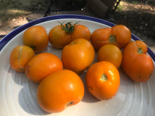 'Exserted Orange' Tomato