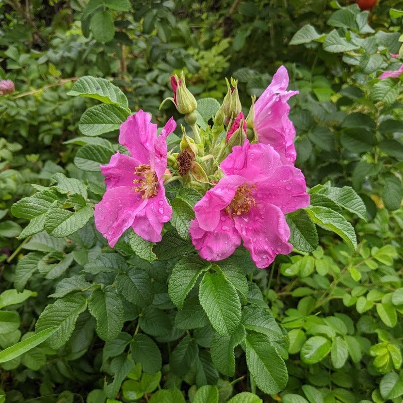 Pink Rugosa Rose – Experimental Farm Network Seed Store