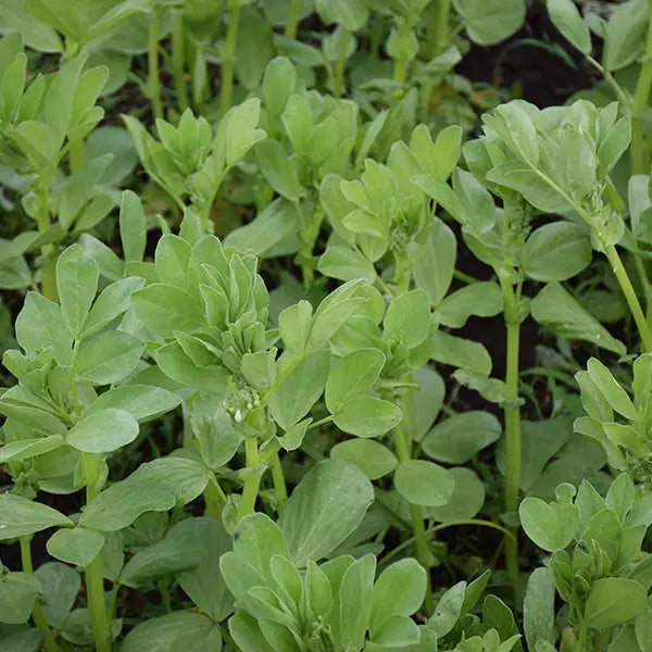 Fava Bean Cover Crop