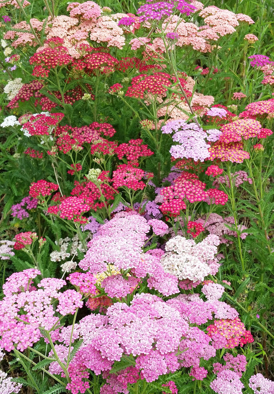 Experimental Farm Network Favorite Berries Achillea