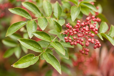 Flatspine Szechuan Peppercorn