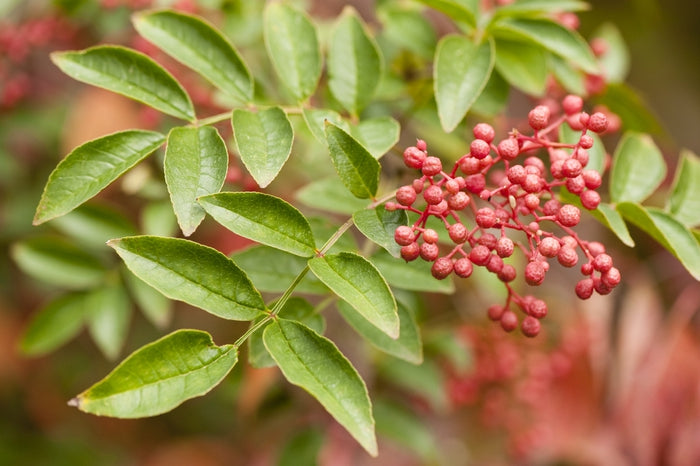 peppercorn plant seeds for sale Flatspine Szechuan Peppercorn