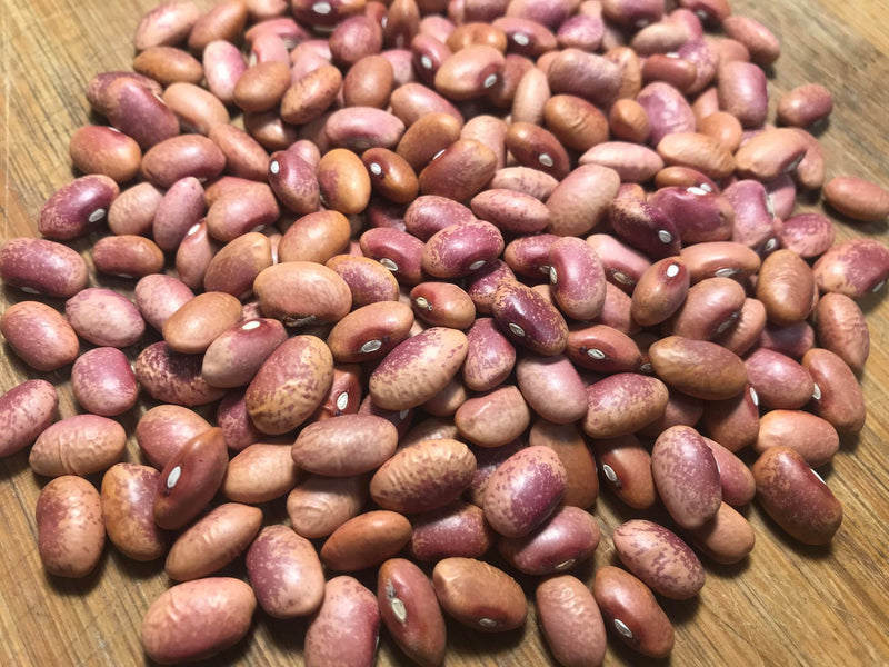 mayo garden seeds 'Flor de Mayo' Bean – Experimental Farm Network Seed Store