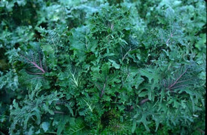 'Dutch-Siberian Napus' Kale Grex