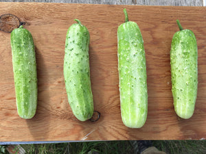 'Gagon' Cucumber