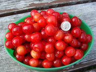 Garfield Plantation Cherry